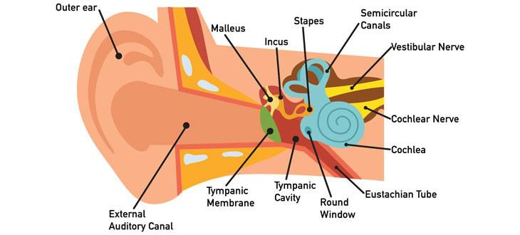 01_Ear Infection Hearing Loss